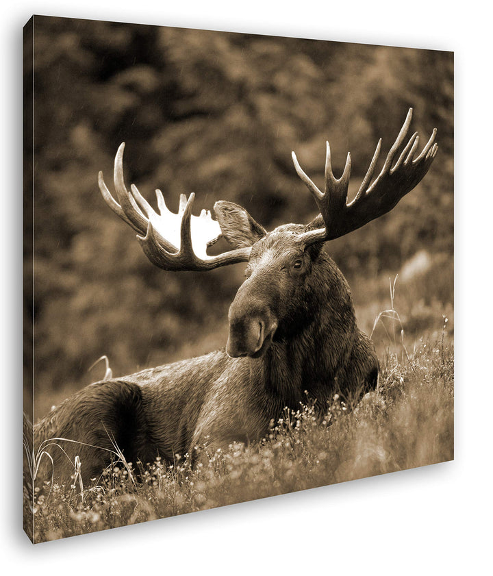 deyoli ruhig liegender Elch Format: 60x60 Effekt: Sepia als Leinwandbild, Motiv fertig gerahmt auf E