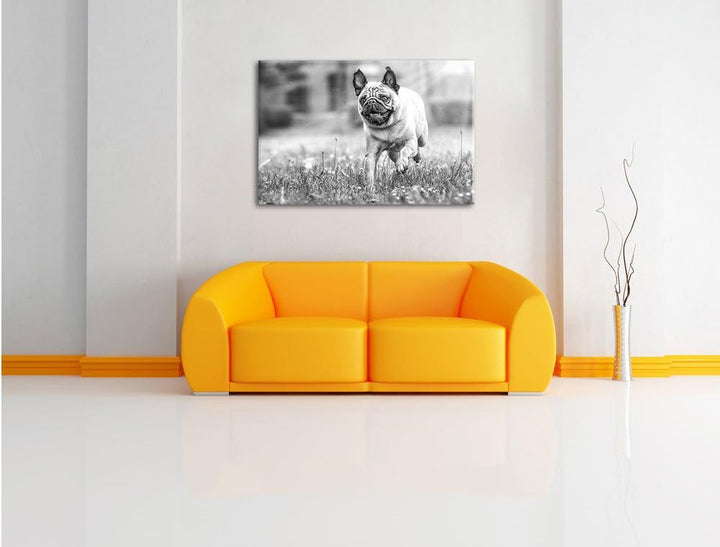 Rennender Mops Kunst B&W, Format: 100x70 auf Leinwand, XXL riesige Bilder fertig gerahmt mit Keilrah