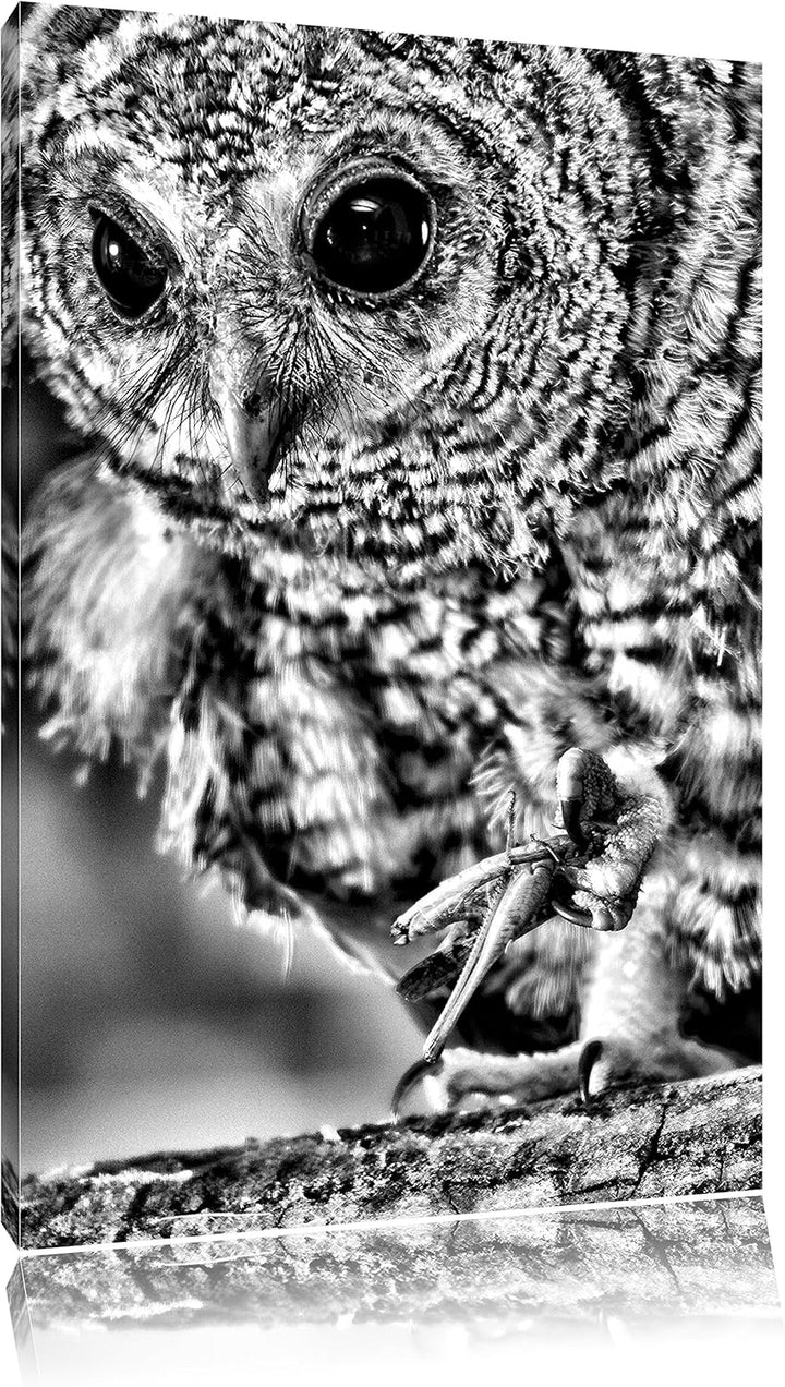 Monocrome, Eule, Format: 100x70 auf Leinwand, XXL riesige Bilder fertig gerahmt mit Keilrahmen, Kuns
