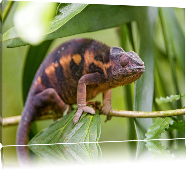 Pixxprint braunes Chamäleon auf Leinwand, XXL riesige Bilder fertig gerahmt mit Keilrahmen, Kunstdru
