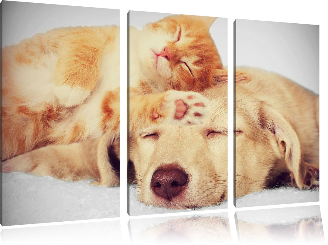 Pixxprint Kätzchen und Welpe schlafen B&W Detail 3-Teiler Leinwandbild 120x80 Bild auf Leinwand