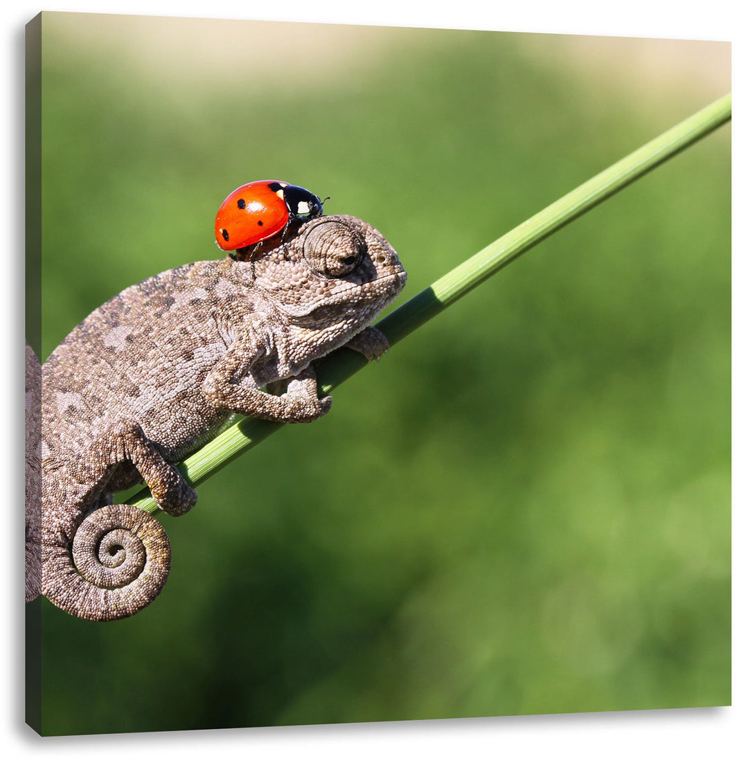 Pixxprint Süsser Gecko mit einem Marienkäfer als Leinwandbild Quadratisch/Grösse: 70x70 / Wandbild/K
