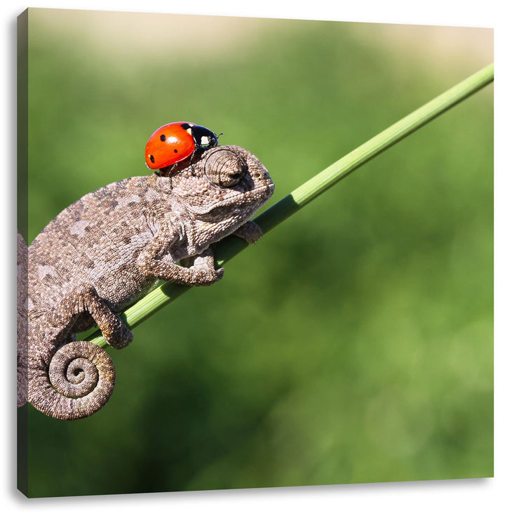 Pixxprint Süsser Gecko mit einem Marienkäfer als Leinwandbild Quadratisch/Grösse: 70x70 / Wandbild/K