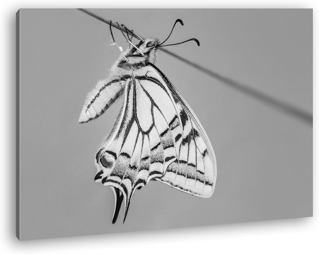deyoli Schöner gelber Schmetterling Effekt: Schwarz/Weiss Format: 80x60 als Leinwandbild, Motiv fert