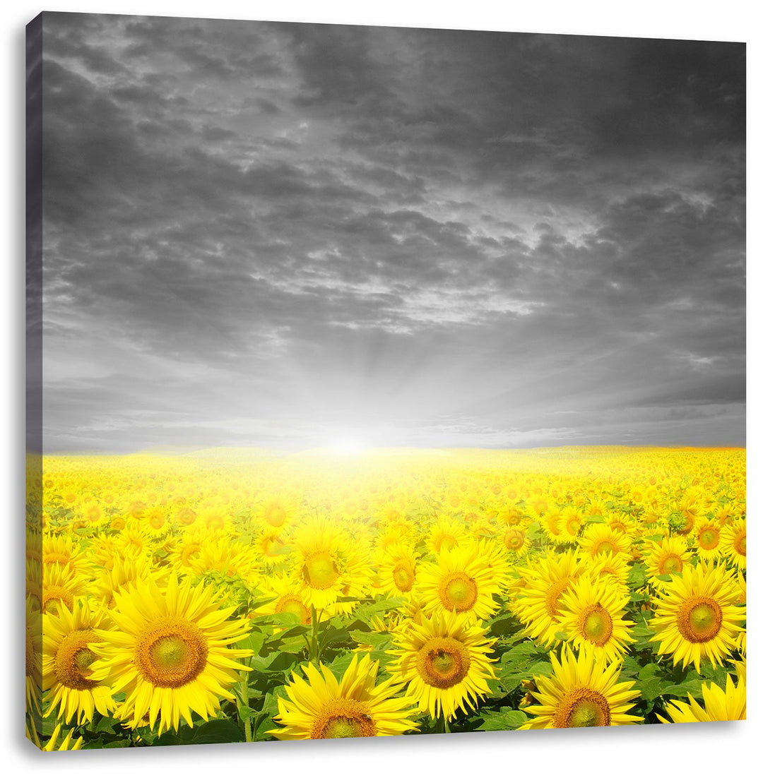 Pixxprint Sonnenblumen Sonnenuntergang als Leinwandbild/Grösse: 70x70 cm/Wandbild/Kunstdruck/fertig