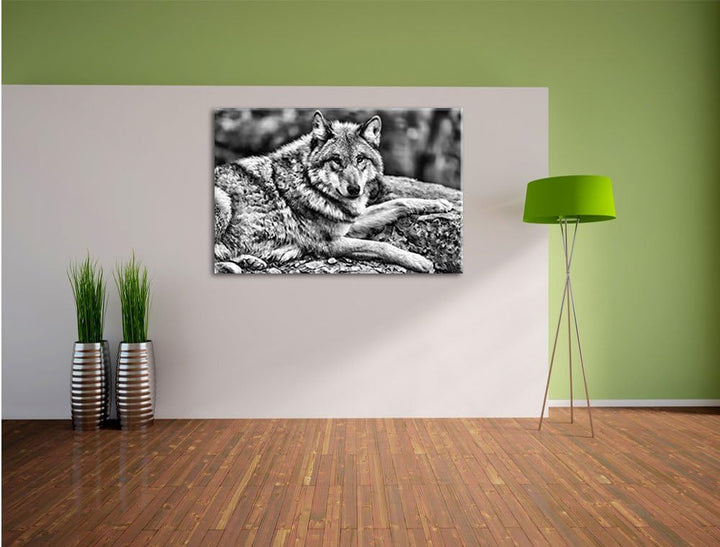Pixxprint Monocrome, stolzer Wolf auf Stein als Leinwandbild/Grösse: 100x70 / Wandbild/Kunstdruck/fe
