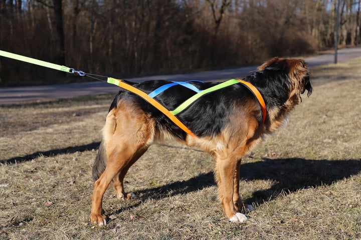 Dingo Hundegeschirre Sled Active Sydney Links Band Farbe Grün Rechts Orange Rücken Blau Canicross Do