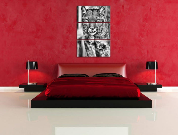 Pixxprint anmutiger Puma als Leinwandbild | Grösse: 3 Teilig (120x80) | Wandbild| Kunstdruck | ferti