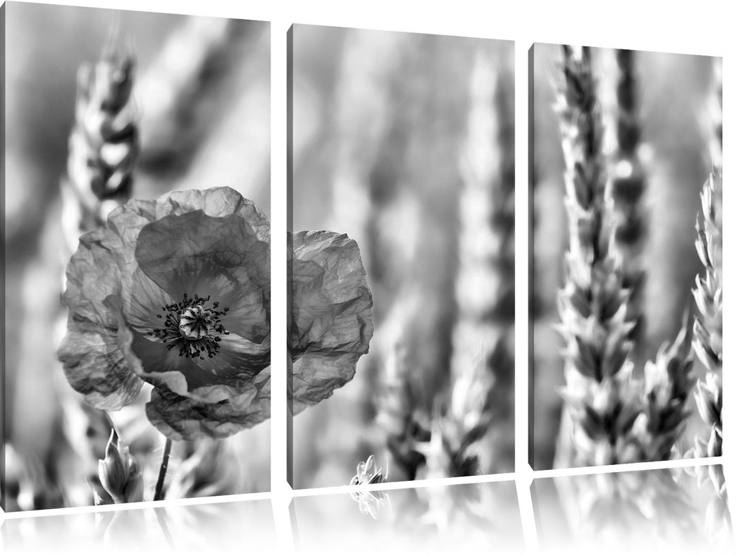 Pixxprint Mohnblume im Kornfeld als Leinwandbild/Grösse: 3 Teilig (120x80) cm/Wandbild/Kunstdruck/fe