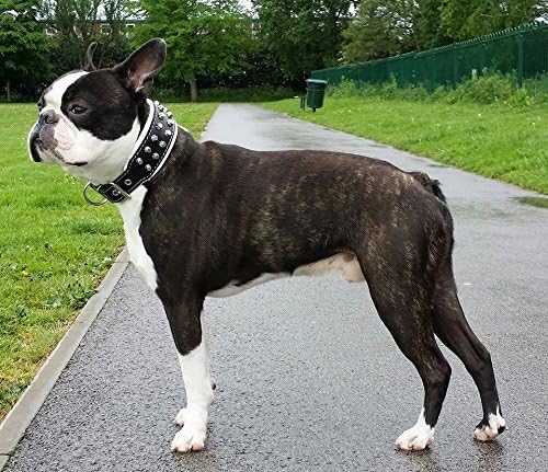 Bestia™ "Rocky Echtleder Hundehalsband mit Stumpfnieten. 100% Leder. Weich gepolstert. TOP Qualität!