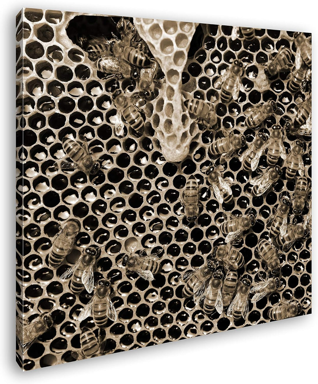 deyoli atemberaubende Honigwabe mit Bienen im Format: 70x70 Effekt: Sepia als Leinwandbild, Motiv au
