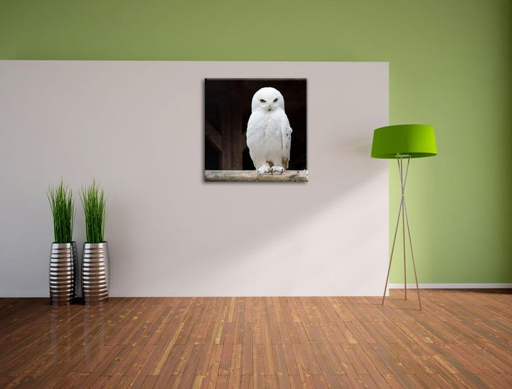 Weisse Schneeeule, Format: 70x70 auf Leinwand, XXL riesige Bilder fertig gerahmt mit Keilrahmen, Kun