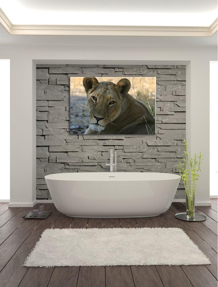 schöne Löwin im Wildgras Leinwand, XXL riesige Bilder fertig gerahmt mit Keilrahmen, Kunstdruck auf