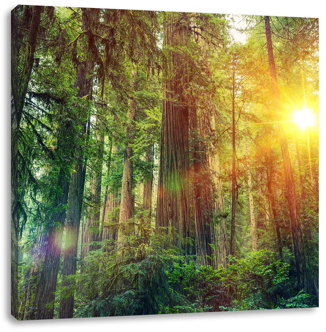 Wald bei Sonnenlicht, Format: 70x70 auf Leinwand, XXL riesige Bilder fertig gerahmt mit Keilrahmen,