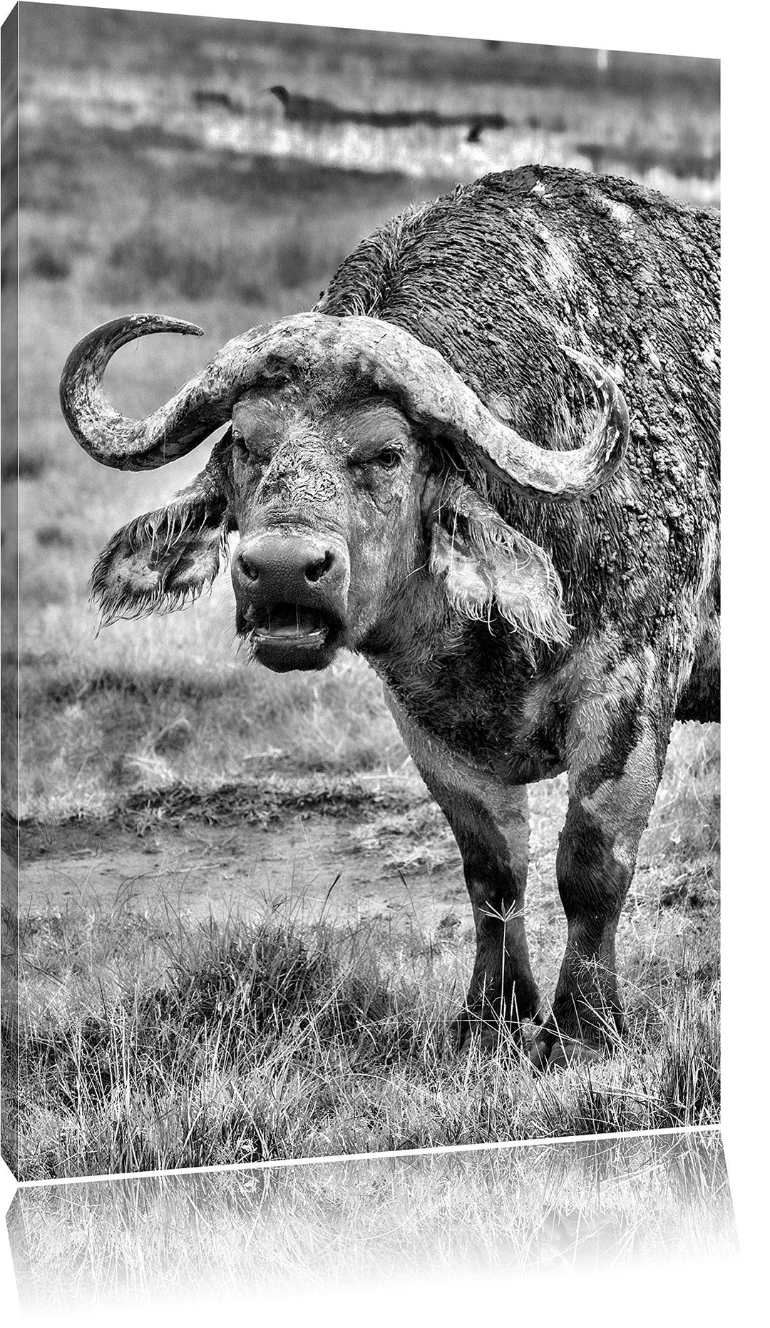 Pixxprint Monocrome, Schlamm verschmierter Kaffernbüffel, Format: 100x70 auf Leinwand, 100x70
