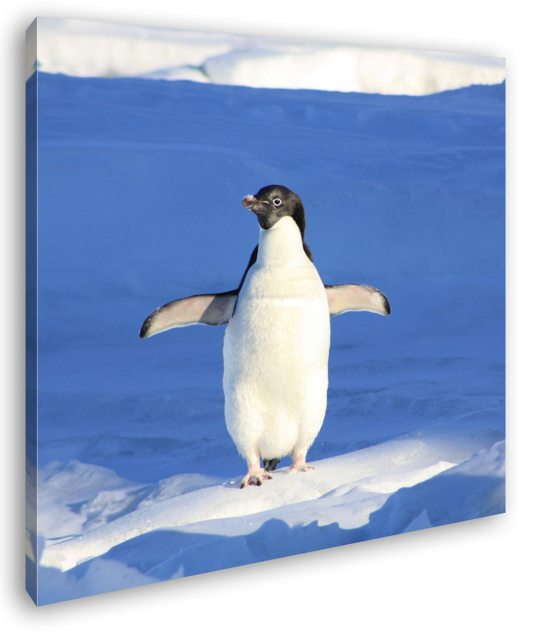 deyoli süsser junger Pinguin Format: 70x70 als Leinwandbild, Motiv fertig gerahmt auf Echtholzrahmen