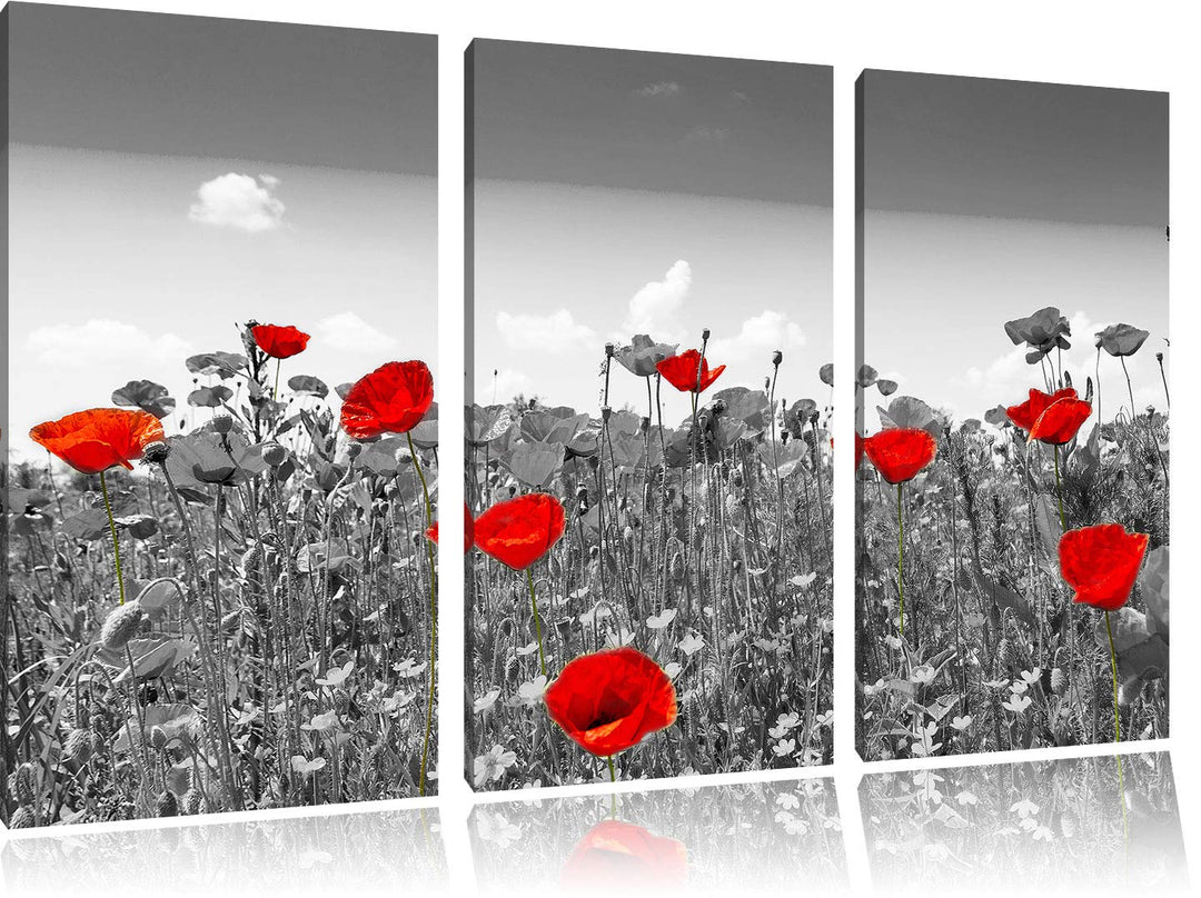 schöner rot leuchtender Mohn schwarz/weiss 3-Teiler Leinwandbild 120x80 Bild auf Leinwand, XXL riesi