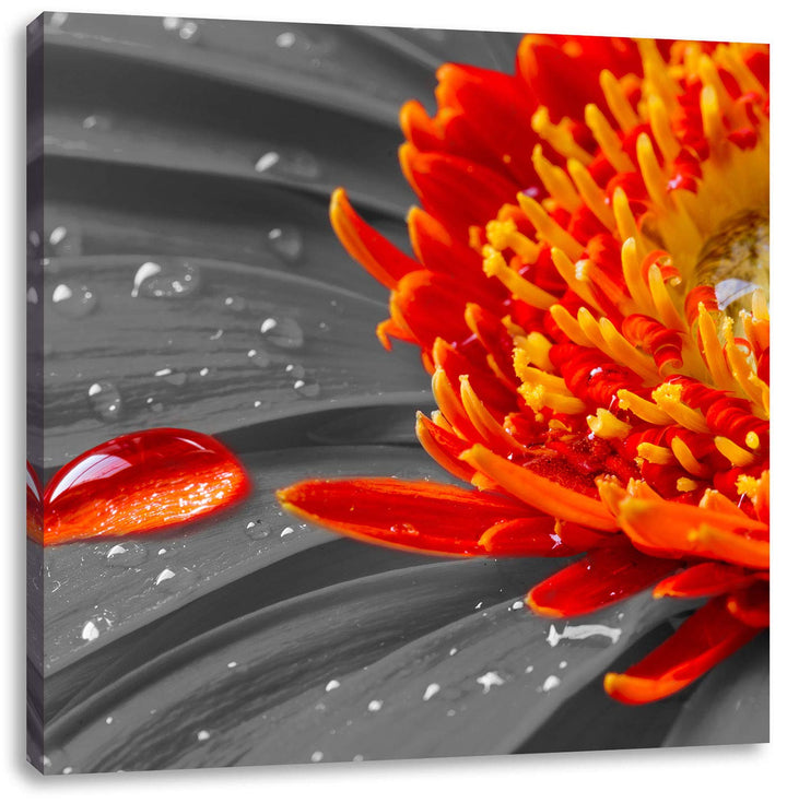 Pixxprint Wassertropfen auf Gerbera als Leinwandbild Quadratisch/Grösse: 70x70 / Wandbild/Kunstdruck