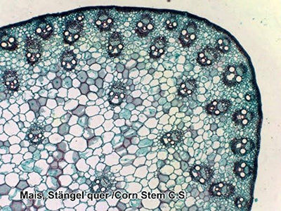 Bresser Mikroskop Dauerpräparate, 100 Glas-Objektträger mit gefärbten Präparaten aus der Biologie, f