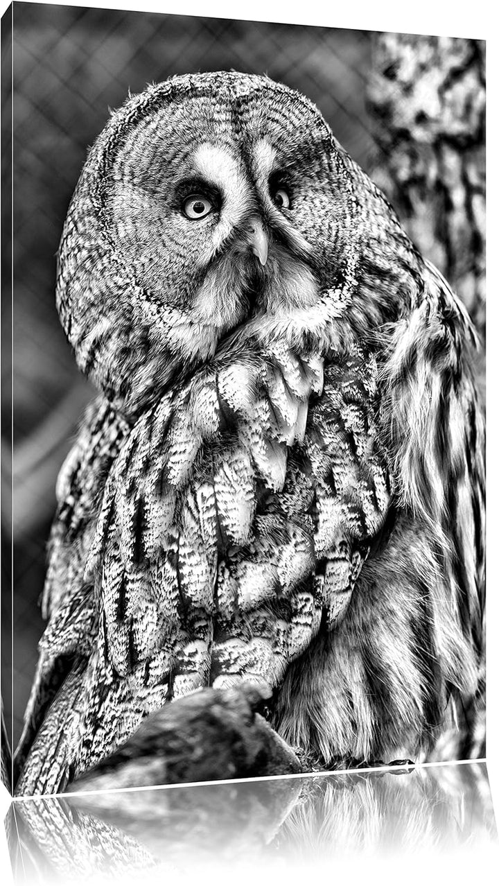 Pixxprint grosse Eule auf AST als Leinwandbild | Grösse: 100x70 cm | Wandbild | Kunstdruck | fertig
