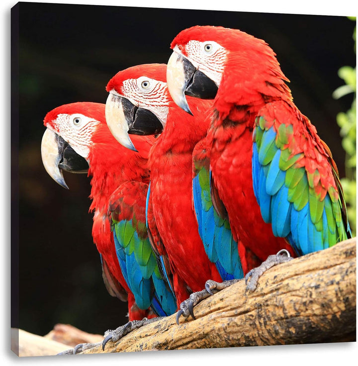 Papageien auf AST, Format: 70x70 auf Leinwand, XXL riesige Bilder fertig gerahmt mit Keilrahmen, Kun