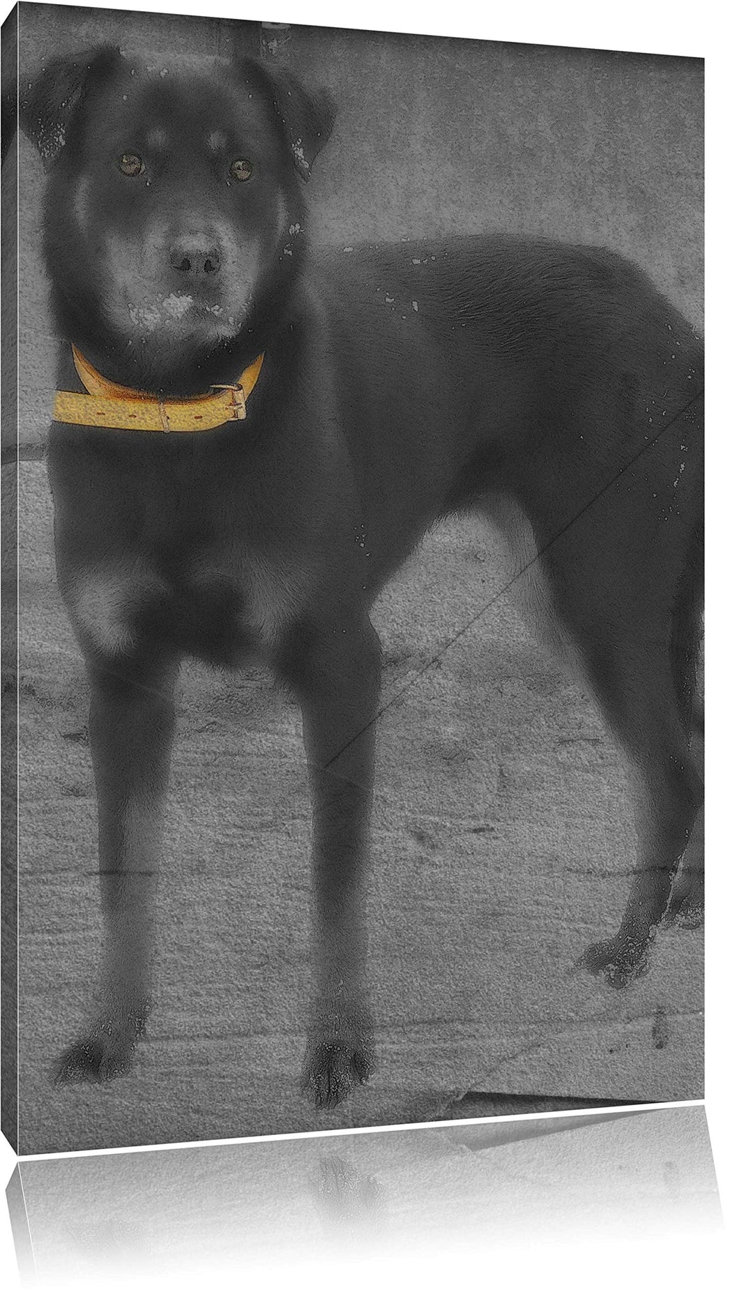 prächtiger grosser Rottweiler schwarz/weiss auf Leinwand, XXL riesige Bilder fertig gerahmt mit Keil
