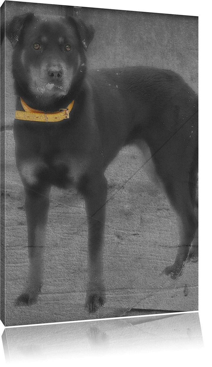 prächtiger grosser Rottweiler schwarz/weiss auf Leinwand, XXL riesige Bilder fertig gerahmt mit Keil