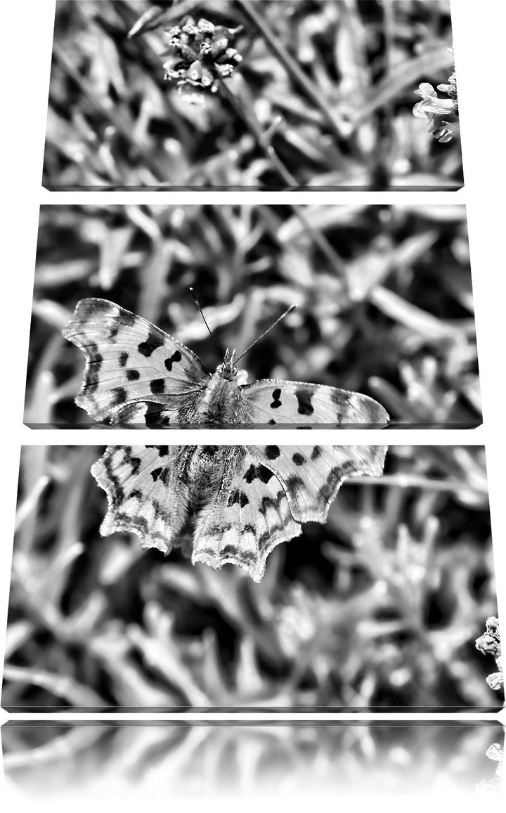 Pixxprint Schmetterling auf Blumenwiese als Leinwandbild/Grösse: 3 Teilig (120x80) cm/Wandbild/Kunst