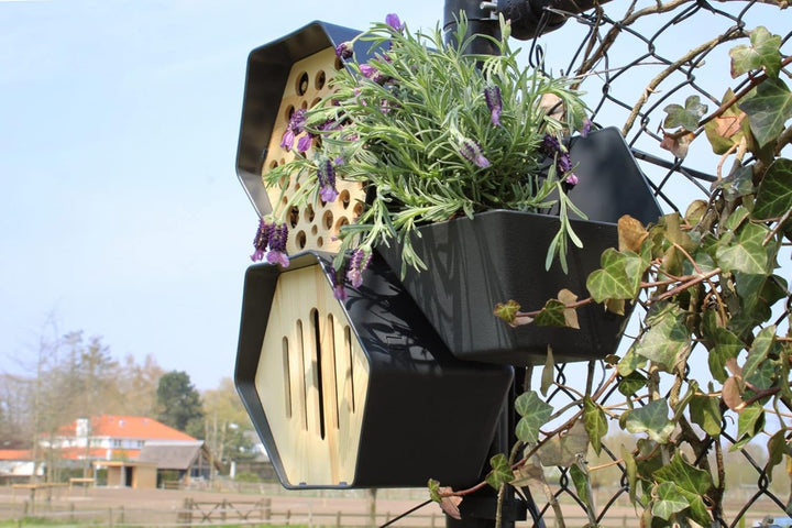 Capi Europe - Schmetterlingshaus Hive - 19x23x20 - Anthrazit - CAPI Biodiversity Hive - AHBUA001 Ant