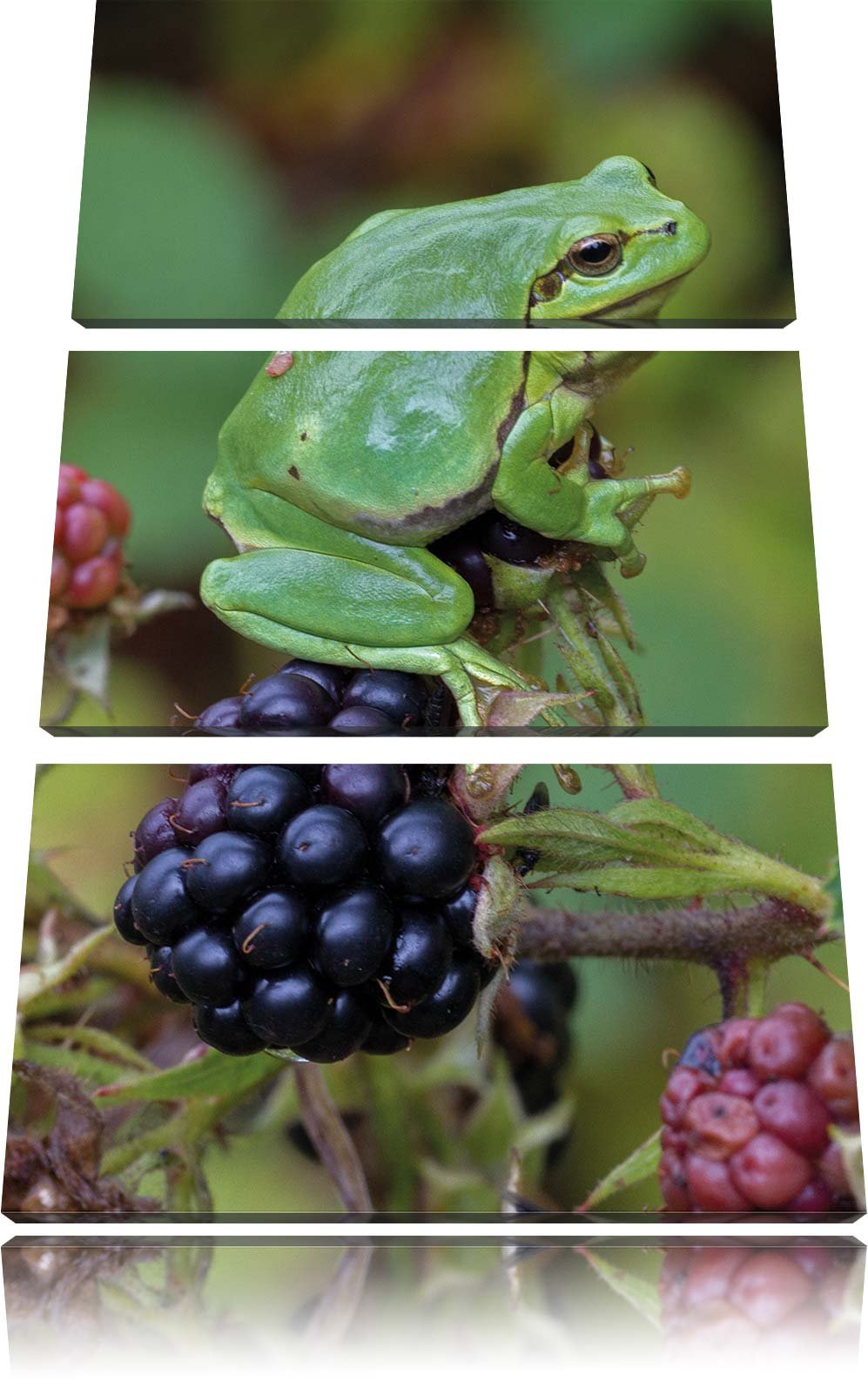 Pixxprint Kleiner Frosch auf Brombeerstrauch 3-Teiler Leinwandbild 120x80 Bild auf Leinwand