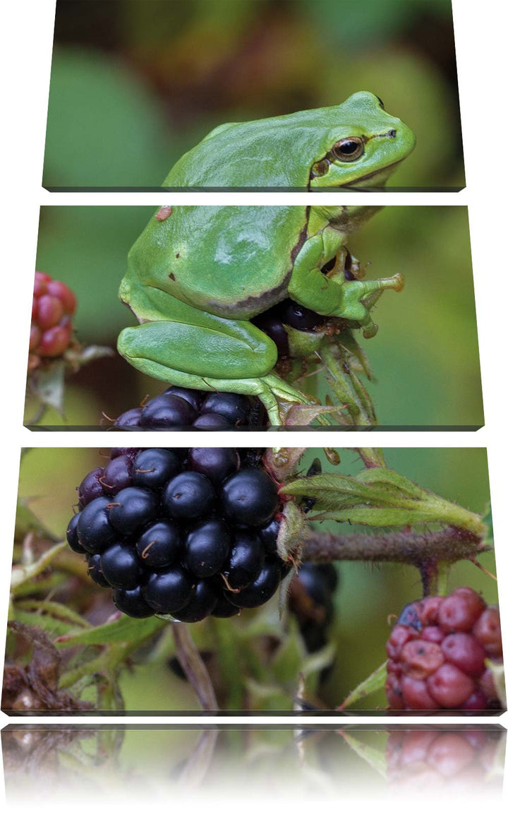 Pixxprint Kleiner Frosch auf Brombeerstrauch 3-Teiler Leinwandbild 120x80 Bild auf Leinwand