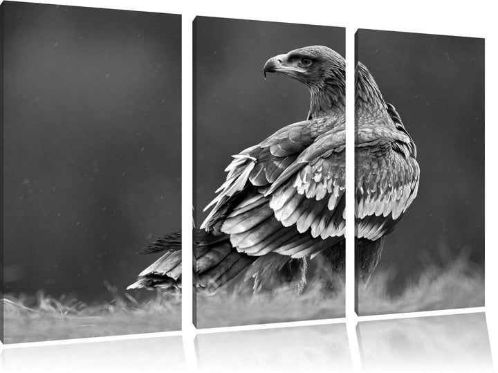 Pixxprint Falke mit Gefieder als Leinwandbild/Grösse: 3 Teilig (120x80) cm/Wandbild/Kunstdruck/ferti