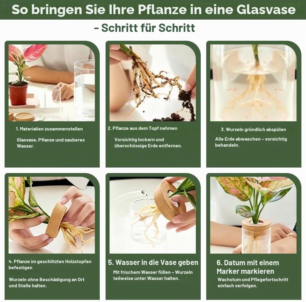 3Stk Pflanzenterrarium Hydrokultur Vermehrungsstation Pflanzen Anzuchtstation Ableger Pflanzen Glas