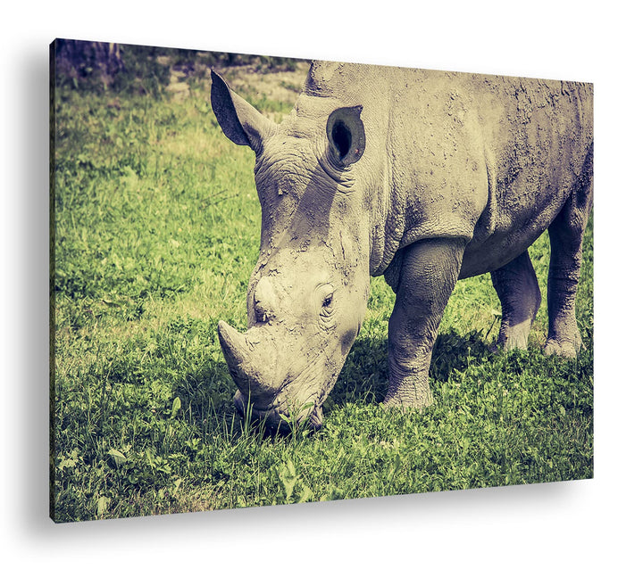 deyoli edles Nashorn Format: 80x60 als Leinwand, Motiv fertig gerahmt auf Echtholzrahmen, Hochwertig