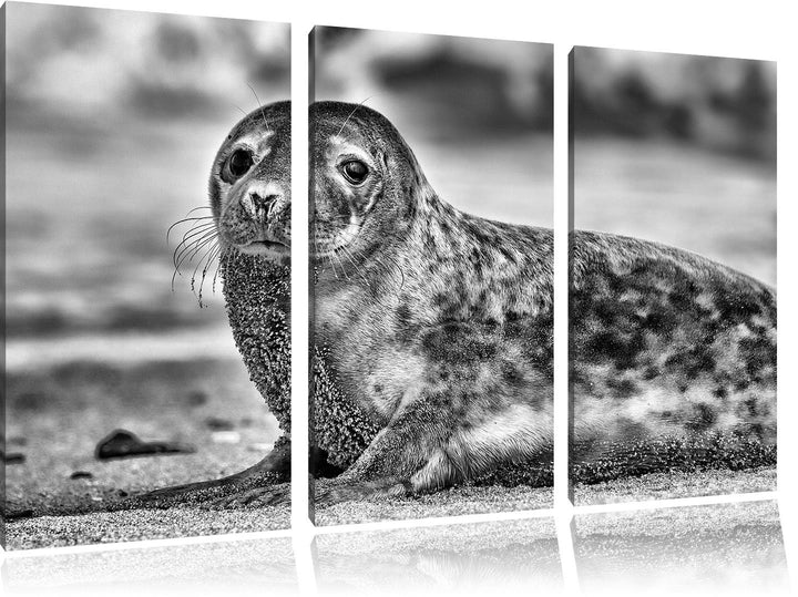 Pixxprint Monocrome, niedliche Robbe am Strand 3-Teiler Leinwandbild 120x80 Bild auf Leinwand