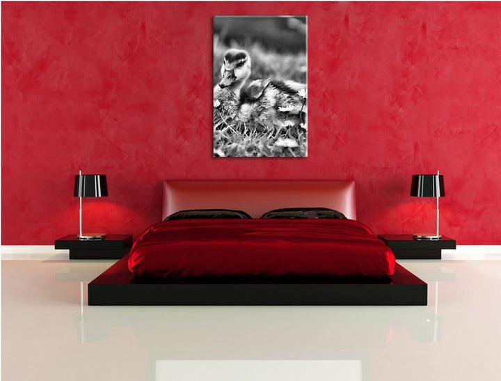 Pixxprint Monocrome, Enten auf Wiese, Format: 100x70 auf Leinwand, 100x70