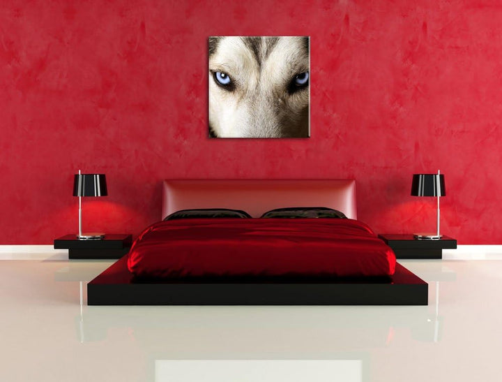 Husky eisblaue Augen, Format: 70x70 auf Leinwand, XXL riesige Bilder fertig gerahmt mit Keilrahmen,
