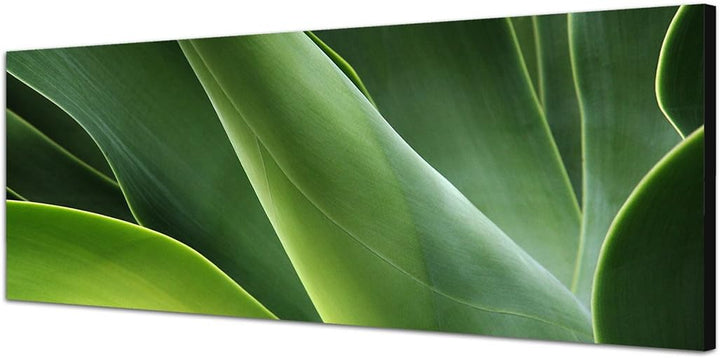 Paul Sinus Art Panoramabild auf Leinwand und Keilrahmen 150x50cm Kaktus Pflanze abstrakt