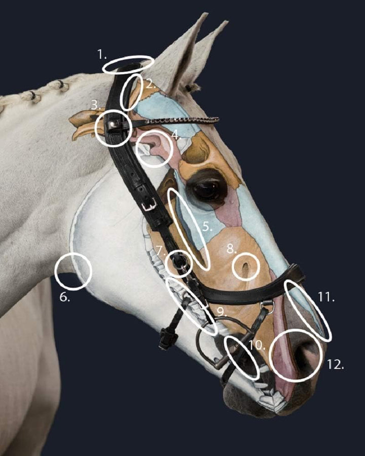 PresTeq FaySport Snaffle Bridle Schwarz Cob, Schwarz Cob