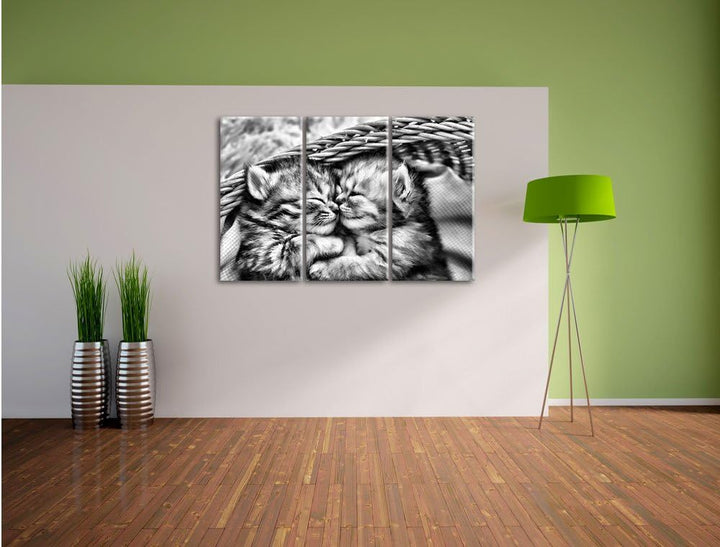 Pixxprint Baby Katze als Leinwandbild/Grösse: 3 Teilig (120x80) cm/Wandbild/Kunstdruck/fertig bespan