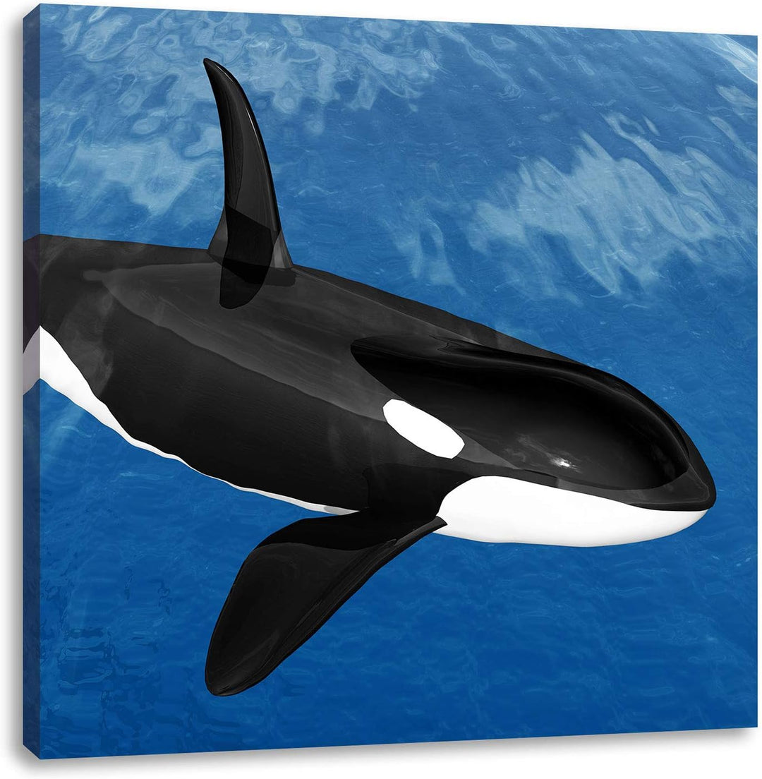 Pixxprint schöner Orca im Meer als Leinwandbild/Grösse: 70x70 cm/Wandbild/Kunstdruck/fertig bespannt