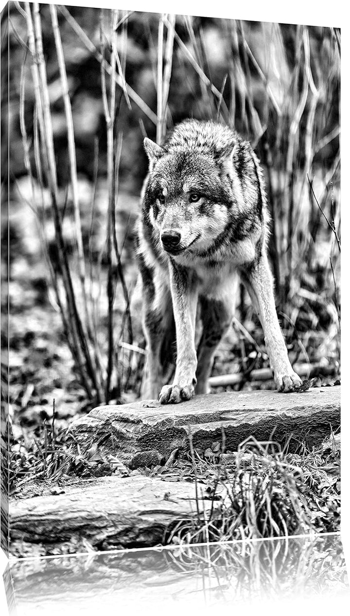 Monocrome, lauernder Wolf, Format: 100x70 auf Leinwand, XXL riesige Bilder fertig gerahmt mit Keilra