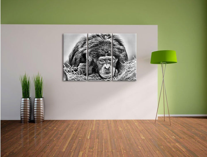 Pixxprint Monocrome, Kleiner Schimpanse im Heu 3-Teiler Leinwandbild 120x80 Bild auf Leinwand