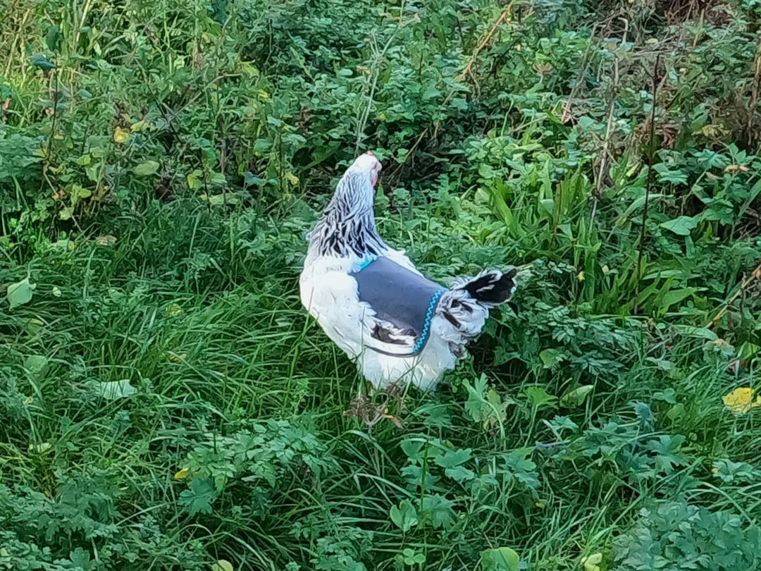 Hühnersattel, Hühnerweste, Federschutz, Geflügel Rückenschutz, Echtleder Handgemacht (1, Cremefarben
