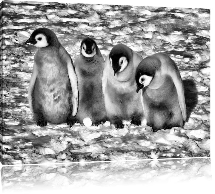 Pixxprint Kaiserpinguinküken / 100x70cm Leinwandbild bespannt auf Holzrahmen/Wandbild Kunstdruck Dek