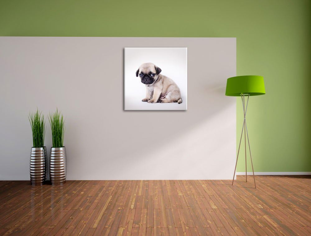 Kleiner Hundewelpe Mops, Format: 70x70 auf Leinwand, XXL riesige Bilder fertig gerahmt mit Keilrahme