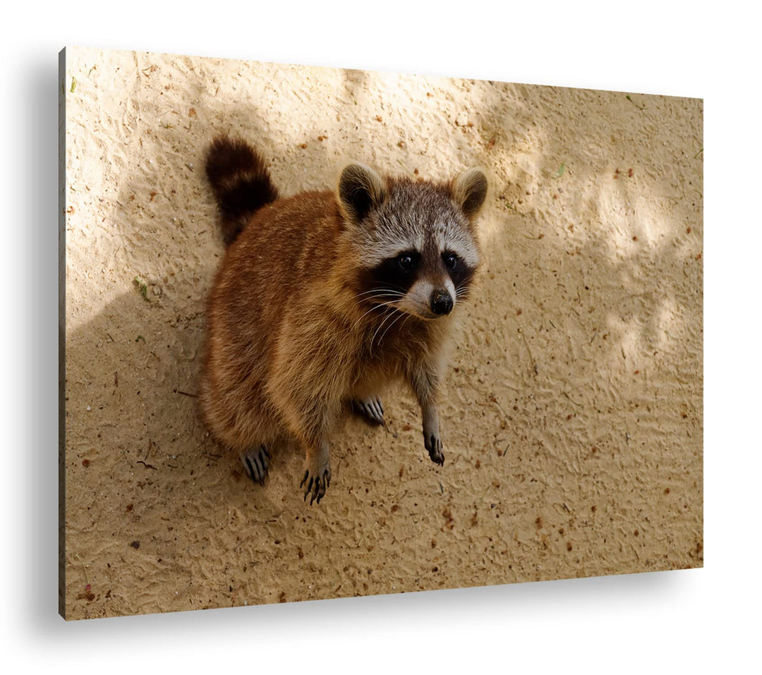 deyoli niedlicher kleiner Waschbär Format: 80x60 als Leinwandbild, Motiv fertig gerahmt auf Echtholz