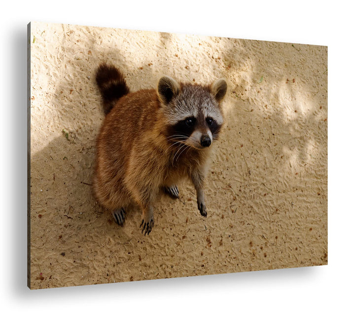 deyoli niedlicher kleiner Waschbär Format: 80x60 als Leinwandbild, Motiv fertig gerahmt auf Echtholz
