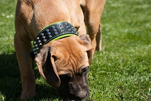 Bestia™ "Stud Echtleder Hundehalsband mit Stumpfnieten für grosse Hunde. Weich gepolstert. 6,3 cm br