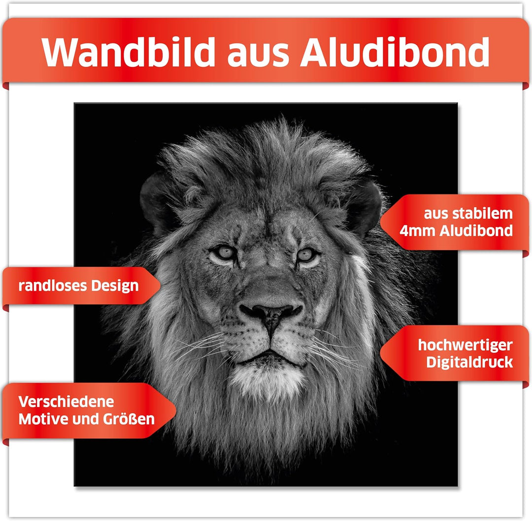 Primus Print - Wandbild Glasbild - Acrylglas Aludibond (Aluminium, Löwe 59,4x59,4 cm /A1 quadrat) Al